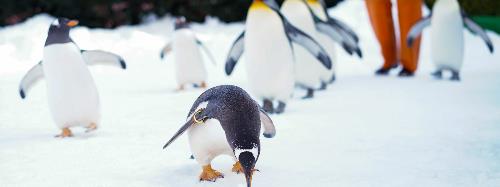 China's first polar cruise brand 66° Expeditions launched